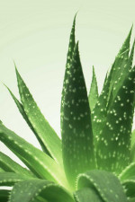 Gel de massage Nuru Mixgliss Nü Aloe Vera